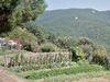Vegetable garden