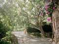 Fig tree