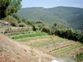 Vegetable garden